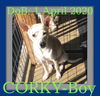 CORKY-Boy