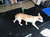 CORKY-Boy