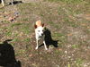CORKY-Boy