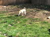 CORKY-Boy
