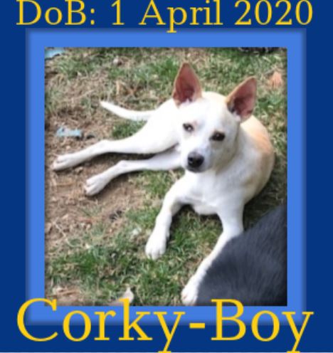 CORKY-Boy