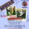 APOLLO - Afghan Save - * * $300 * *