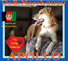 APOLLO - $350 - Afghan Save - FOSTERED