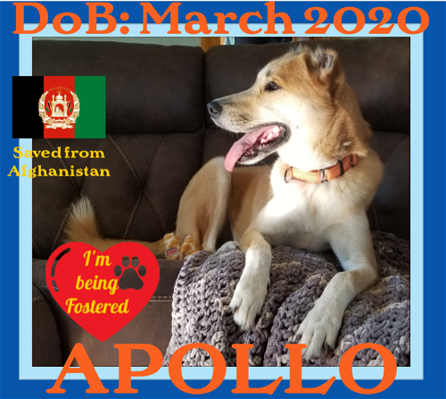 APOLLO - $350 - Afghan Save - FOSTERED