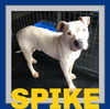 SPIKE