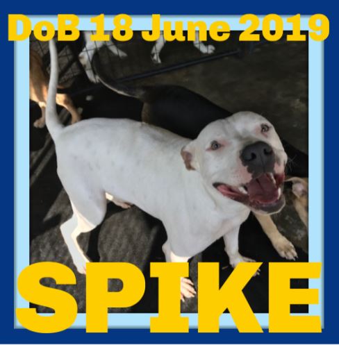 SPIKE