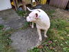 SPIKE
