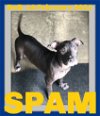 SPAM - $400