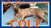 COLT - Fostered in Guilford, ME