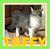 TAFFY - $100