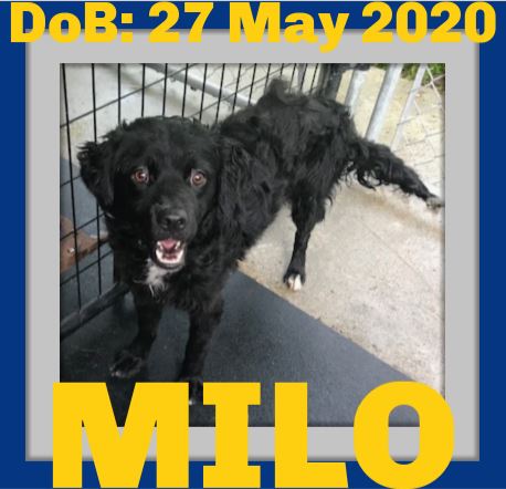 MILO