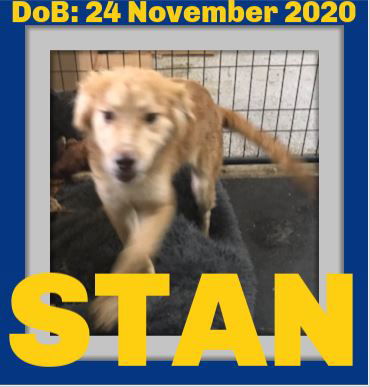 STAN