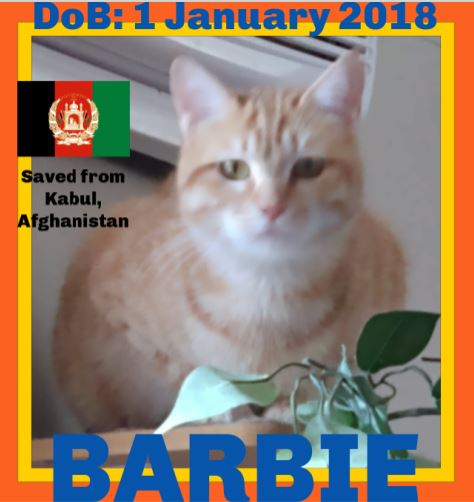 BARBIE-Afghan Kittie - AR - $50