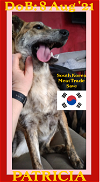 PATRICIA - South Korea Meat Trade Save - * * $350