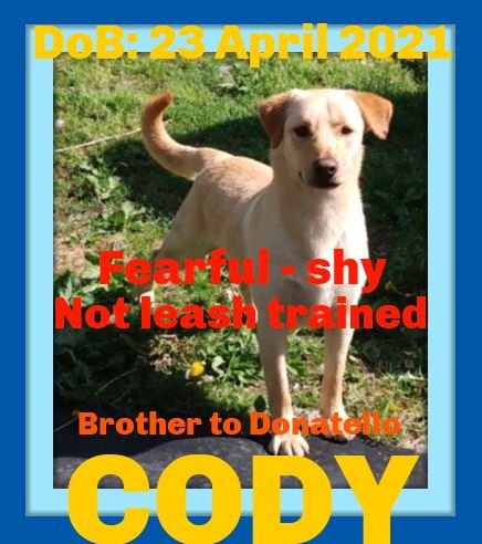 CODY - $350 Adoption Fee