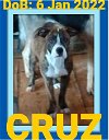 CRUZ - Fostered in Guilford, ME
