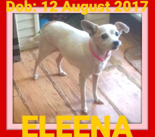 ELEENA