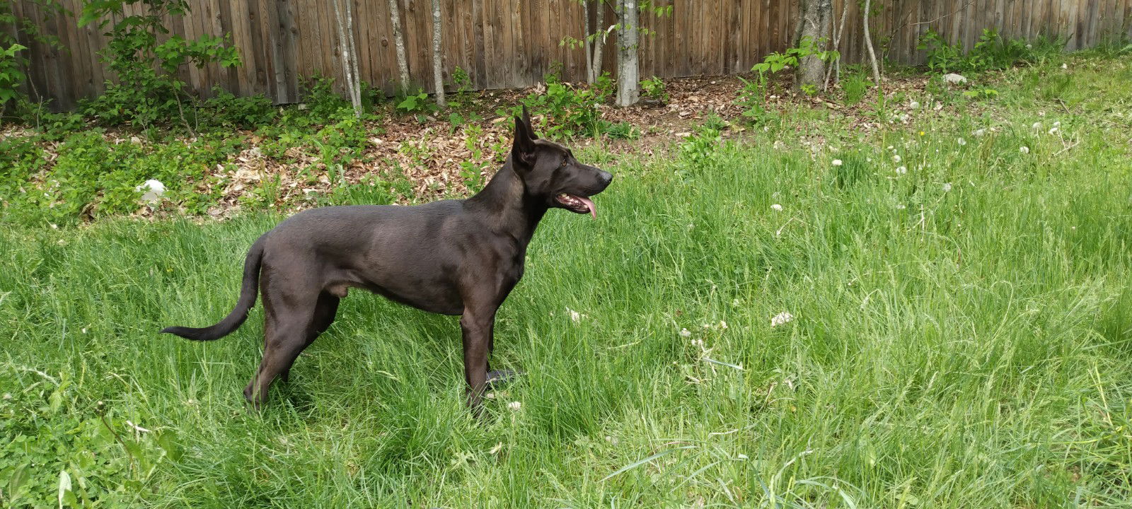 Dog For Adoption KING A Belgian Shepherd Malinois In Levant ME Dog For Adoption KING A Belgian Shepherd Malinois In Levant ME