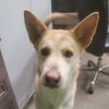 LOLA