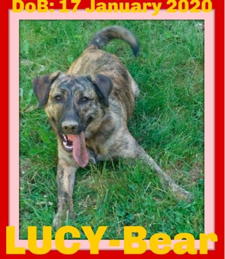 LUCY BEAR - $350 Adoption Fee