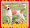 MAGGIE