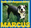 MARCUS - $350