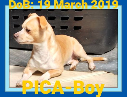 PICA-Boy