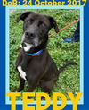 TEDDY - Fostered in Dover-Foxcroft - $350