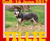 TILLIE - $350