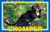 CHOMPER - Fostered in Levant, ME - $250