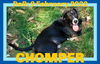 CHOMPER - $350