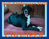 CHOMPER - Fostered in Levant, ME
