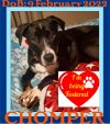 adoptable Dog in , ME named CHOMPER - Fostered in Levant, ME - $250