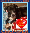 CHOMPER - Fostered in Levant, ME - $250