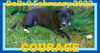 COURAGE - FOSTERED in Glenburn, ME