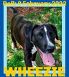 WHEEZIE - $350