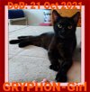 GRYPHON-Girl - $75 Adoption Fee