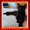 GRYPHON-Girl