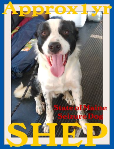 SHEP