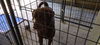 BRUNO - $350 Adoption Fee