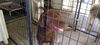 BRUNO - $350 Adoption Fee