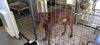 BRUNO - $350 Adoption Fee