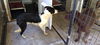 BRUNO - $350 Adoption Fee
