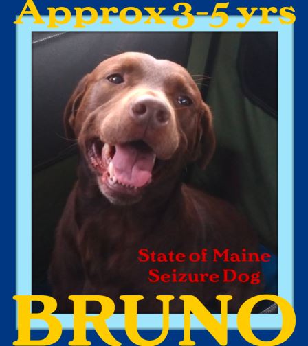 BRUNO - $350 Adoption Fee