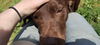 BRUNO - $350 Adoption Fee