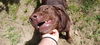 BRUNO - $350 Adoption Fee