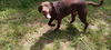 BRUNO - $350 Adoption Fee