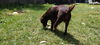 BRUNO - $350 Adoption Fee