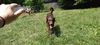 BRUNO - $350 Adoption Fee