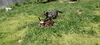 BRUNO - $350 Adoption Fee